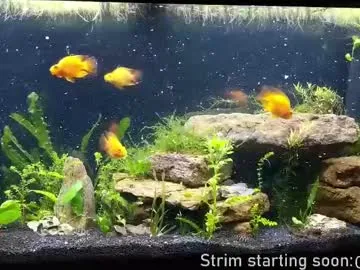 kelley_n_danny – webcam model profile photo Image 19