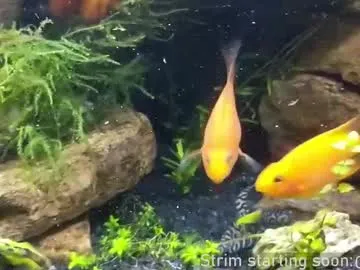 kelley_n_danny – webcam model profile photo Image 6