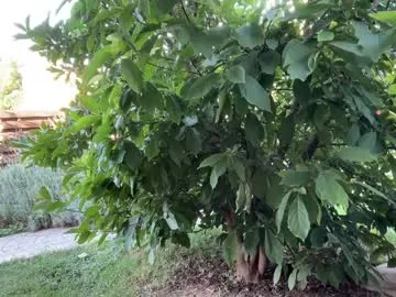 allisonpalmer chat room preview Image 11