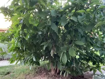 allisonpalmer chat room preview Image 13